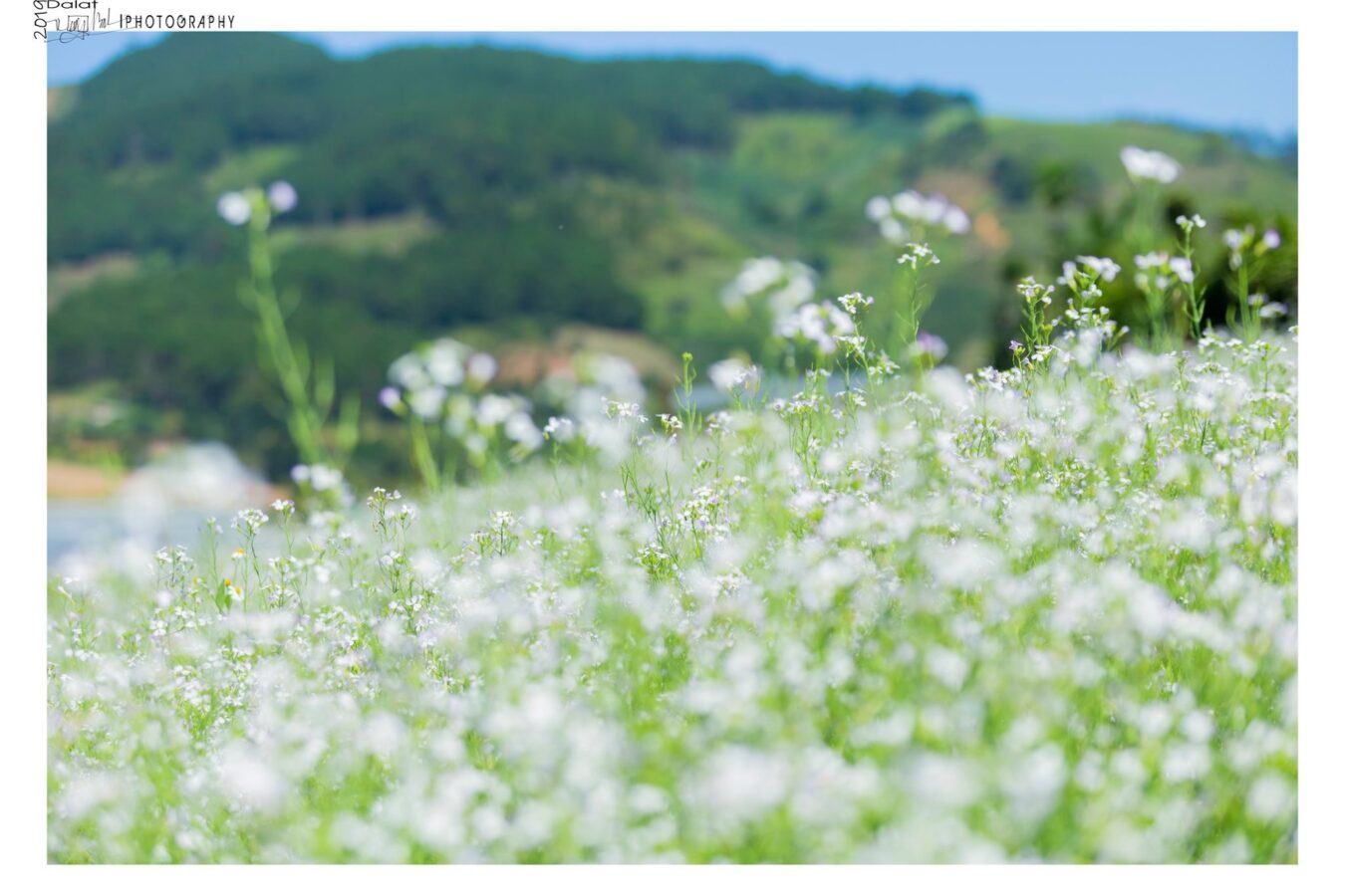 Lạc vào cánh đồng hoa cải trắng đẹp như mơ ở Đà Lạt