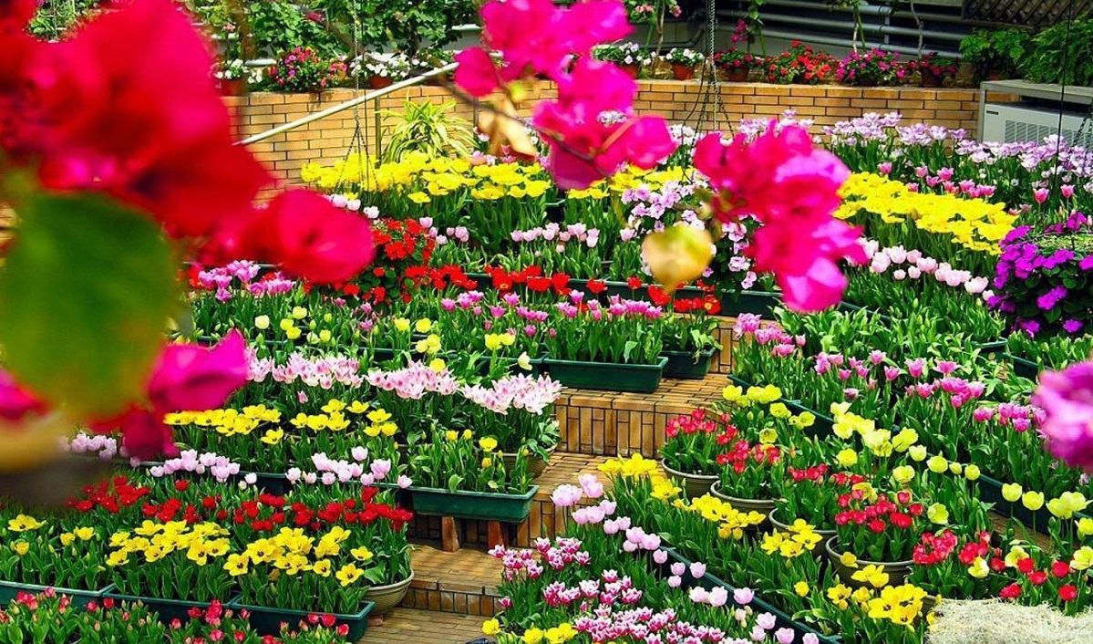 Những địa điểm ngắm hoa nổi tiếng tại Đà Lạt