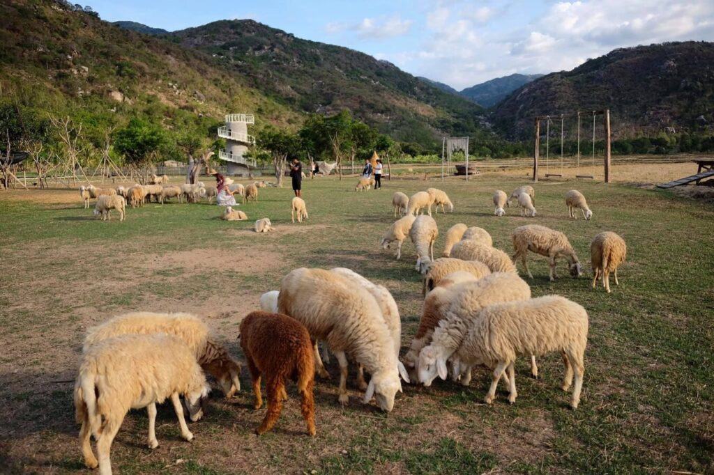 Cánh đồng Cừu Cam Ranh