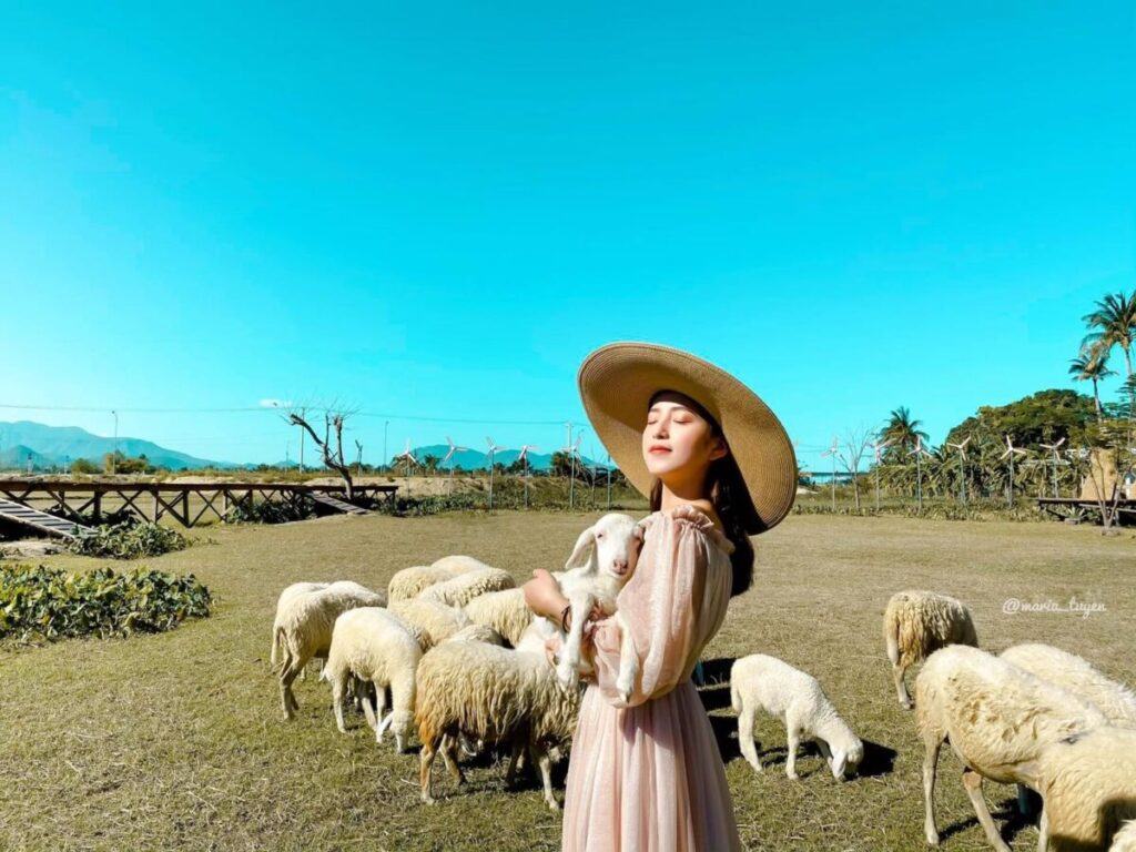 cánh đồng cừu Nha Trang
