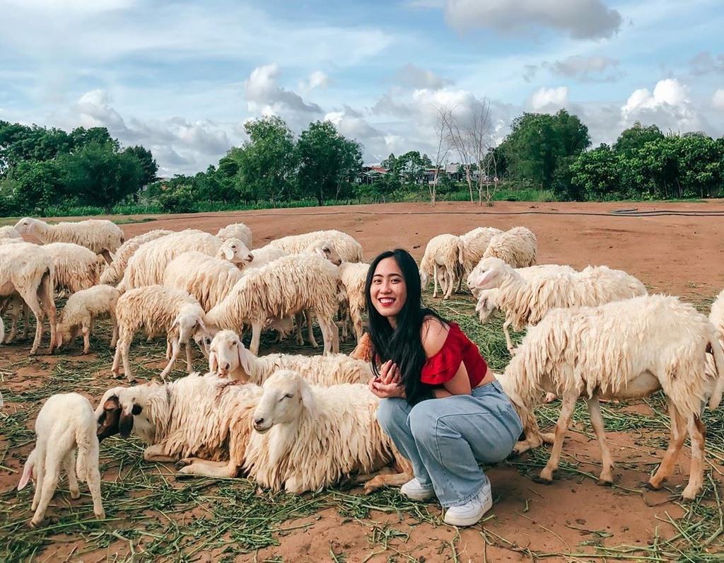 3 cánh đồng cừu đẹp nhất Việt Nam 