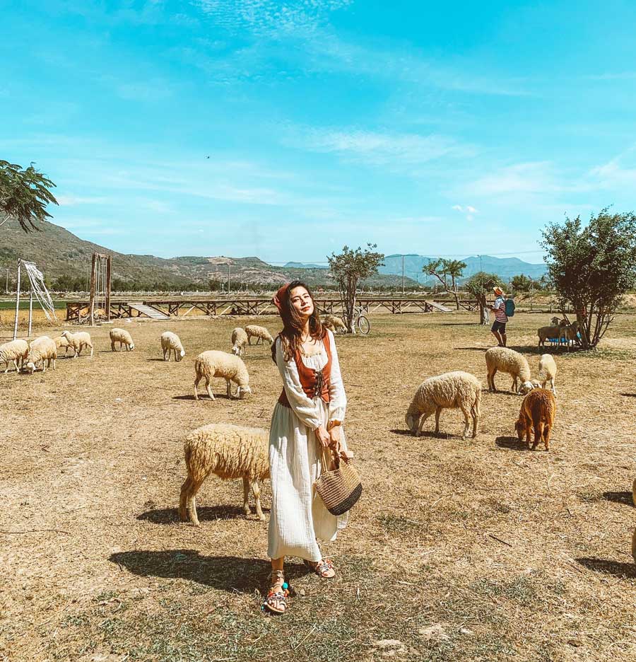 3 cánh đồng cừu đẹp nhất Việt Nam