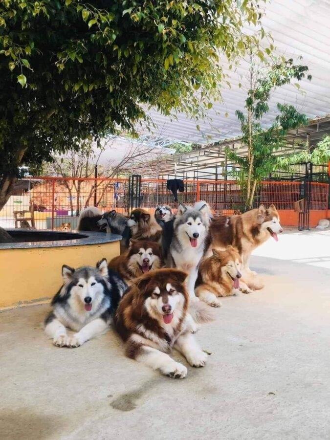 quán cafe chó Đà Lạt