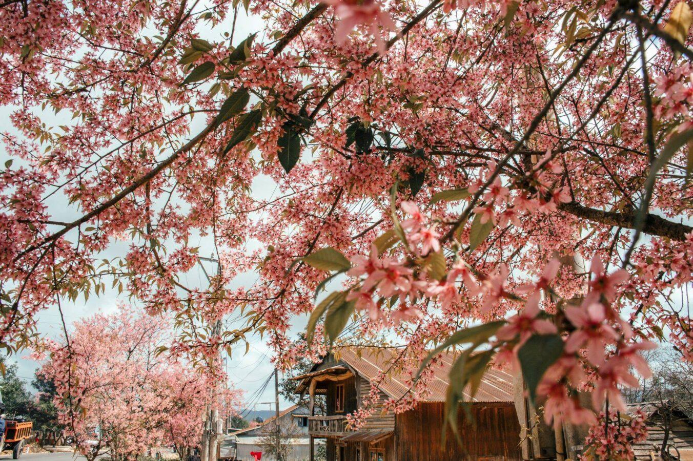 Du lịch Đà Lạt mùa nào đẹp