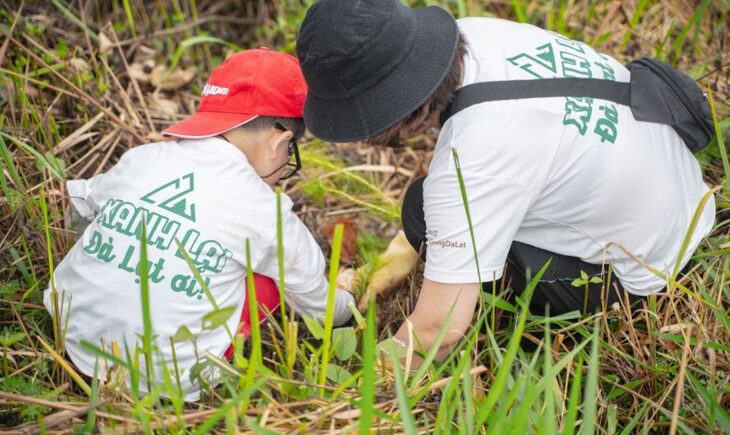 Dự án Xanh Lại Đà Lạt Ơi: 3000 cây thông con được gieo trồng tại đồi Bồng Lai - Ảnh đại diện