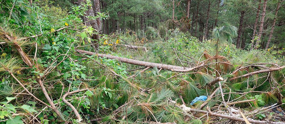 Công an điều tra vụ phá hoại rừng trồng sau giải tỏa ở Đà Lạt - Ảnh đại diện