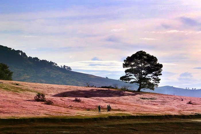 Ngất ngây với những đồi cỏ hồng đẹp mê người tại Đà Lạt