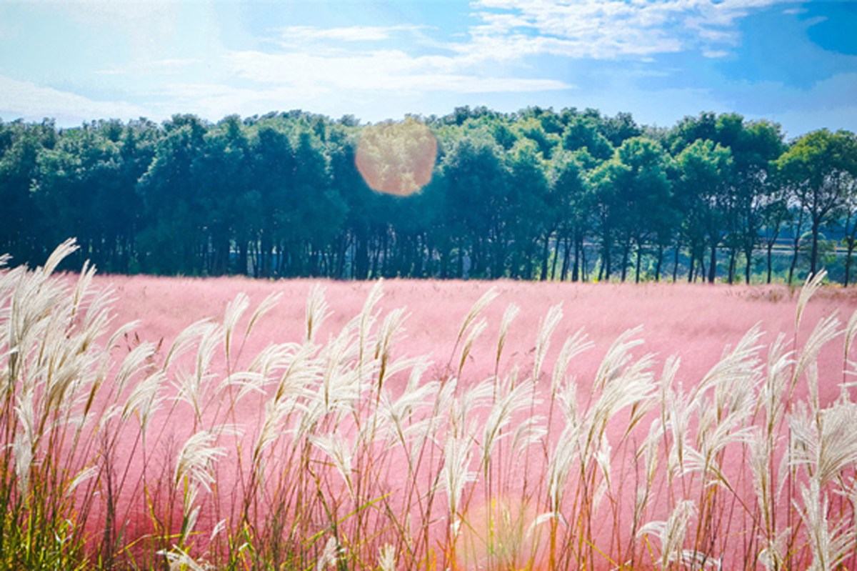 cỏ lau hồng Đà Lạt