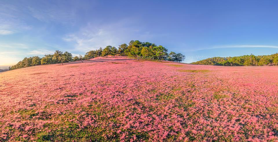 đồi cỏ hồng Đà Lạt