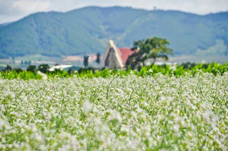 "Phát sốt" trước 8 cánh đồng hoa đẹp nhất Đà Lạt