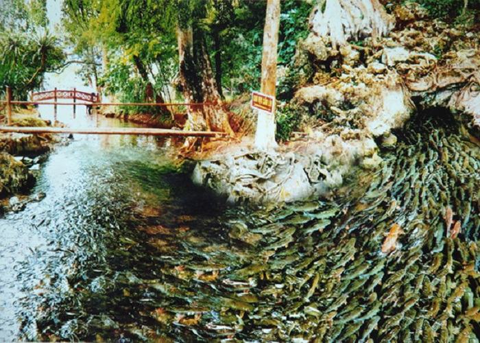 Khám phá suối cá thần Cẩm Lương Thanh Hóa – Kiệt tác của thiên nhiên