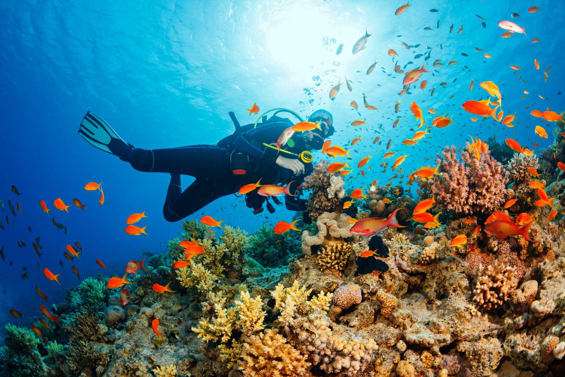 Lặn ngắm san hô Phú Quốc - Trải nghiệm thú vị, độc đáo