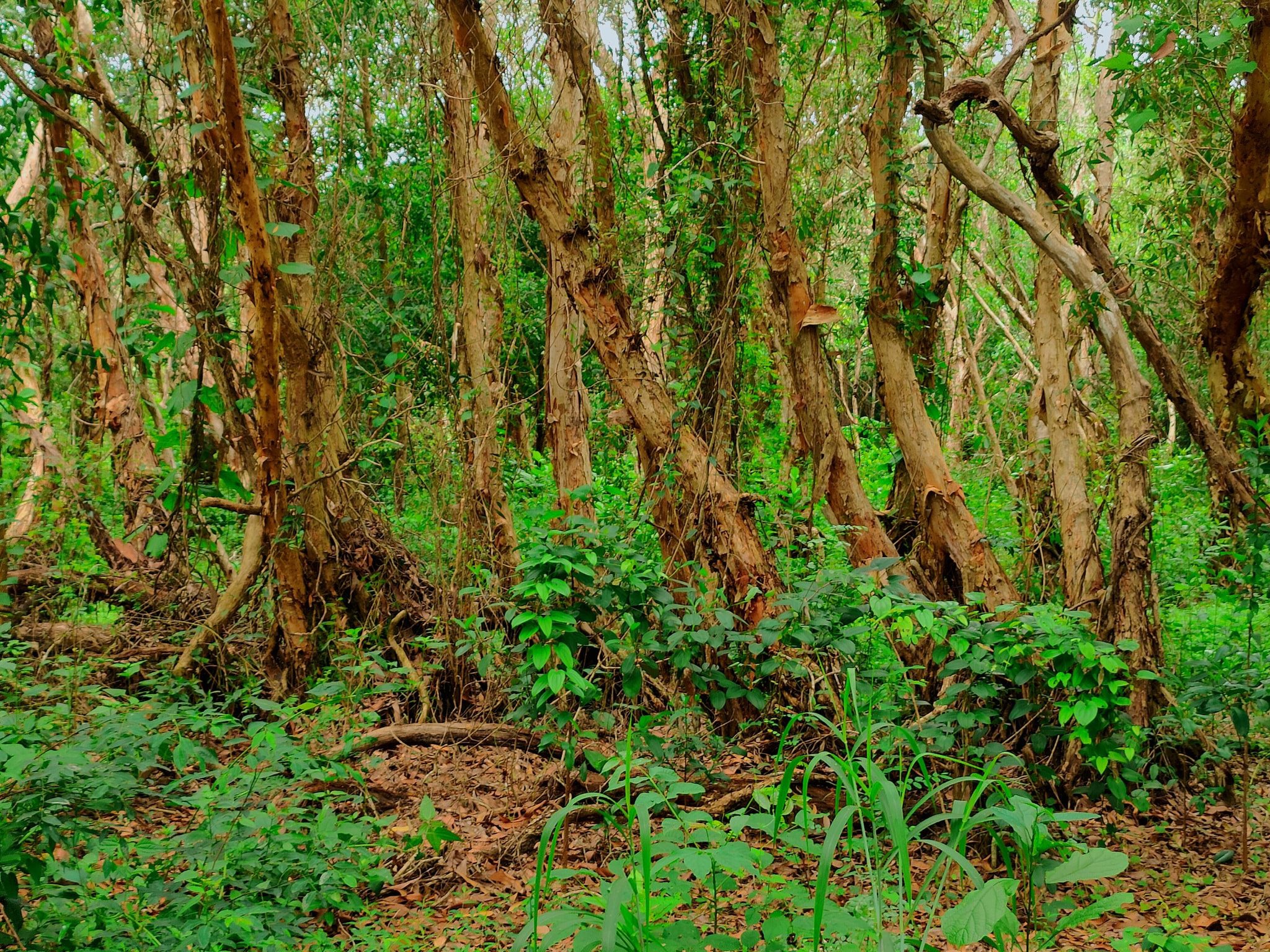 Rừng nguyên sinh Bình Châu gần Coastar Resort Hồ Tràm