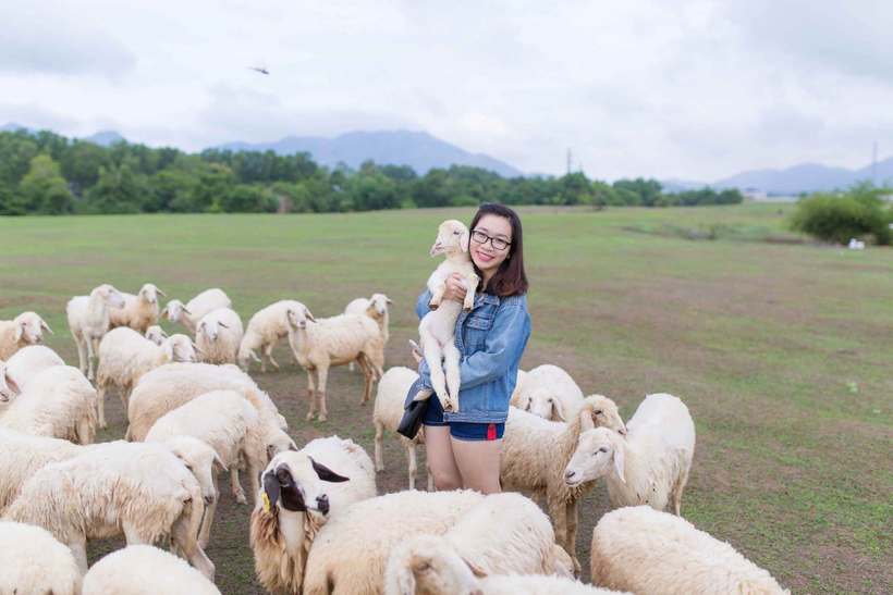 Đồi cừu Vũng Tàu - Kỳ nghỉ bên những chú cừu dễ thương