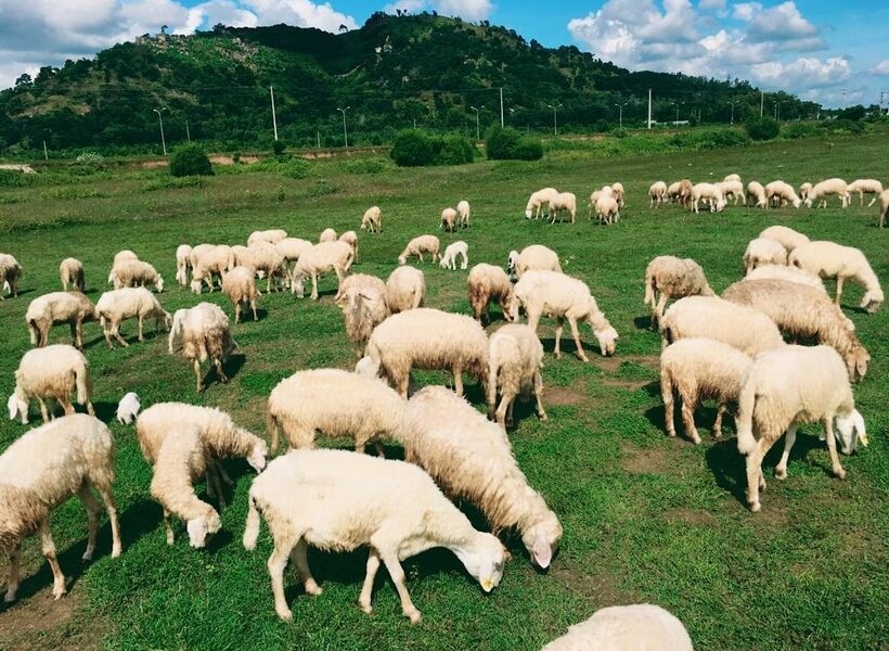 Đồi cừu Vũng Tàu – Kỳ nghỉ bên những chú cừu dễ thương - Ảnh đại diện