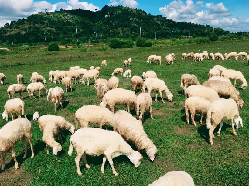 Đồi cừu Vũng Tàu - Kỳ nghỉ bên những chú cừu dễ thương