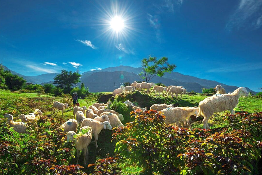 Khám phá Đồng cừu An Hòa- “mảnh đất gắn kết tình yêu”