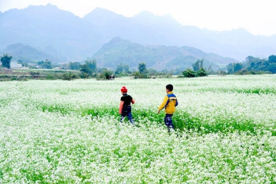 Hoa cải trắng Mộc Châu: thiên đường sống ảo ở Tây Bắc