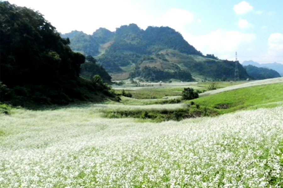 Hoa cải trắng Mộc Châu: thiên đường sống ảo ở Tây Bắc