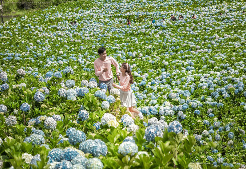 Bỏ túi top 15 vườn hoa Đà Lạt thơ mộng không thể bỏ lỡ