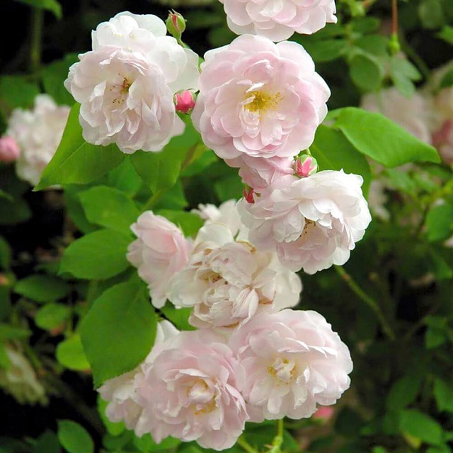Top 4 vườn hoa hồng Đà Lạt cực hot, nổi tiếng tại xứ sở sương mù