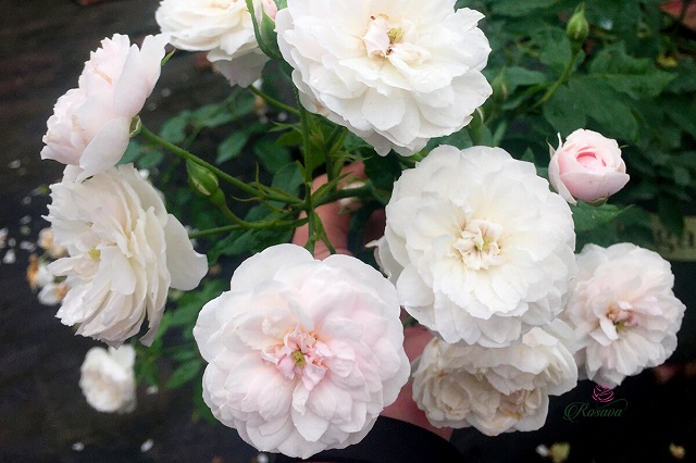 Top 4 vườn hoa hồng Đà Lạt cực hot, nổi tiếng tại xứ sở sương mù