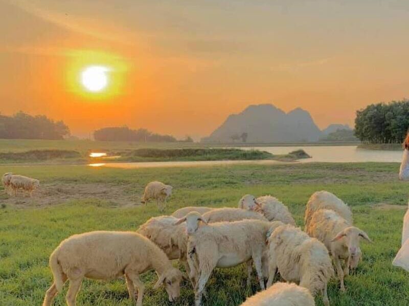 Khám Phá Địa Điểm Dã Ngoại Nổi Tiếng – Đồi Cừu Ninh Bình - Ảnh đại diện