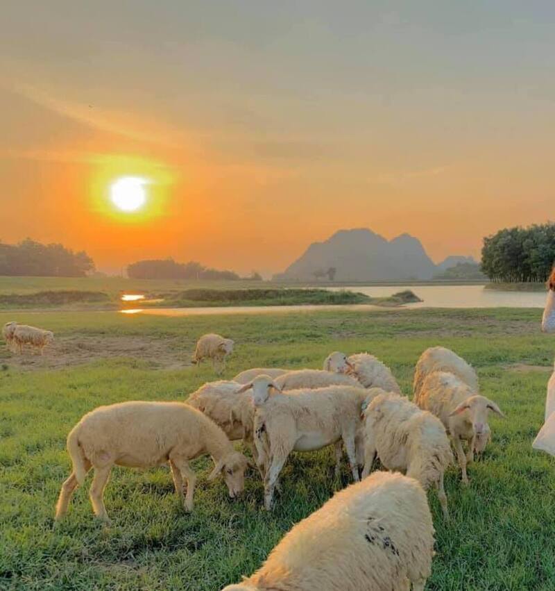 Khám Phá Địa Điểm Dã Ngoại Nổi Tiếng – Đồi Cừu Ninh Bình