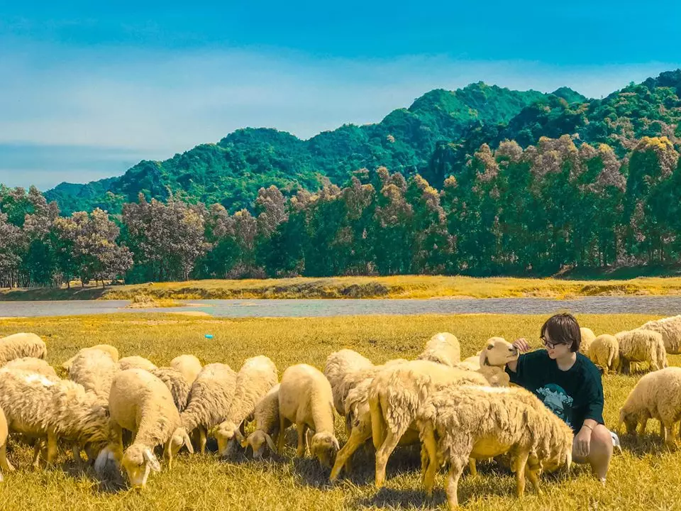 Khám Phá Địa Điểm Dã Ngoại Nổi Tiếng - Đồi Cừu Ninh Bình 