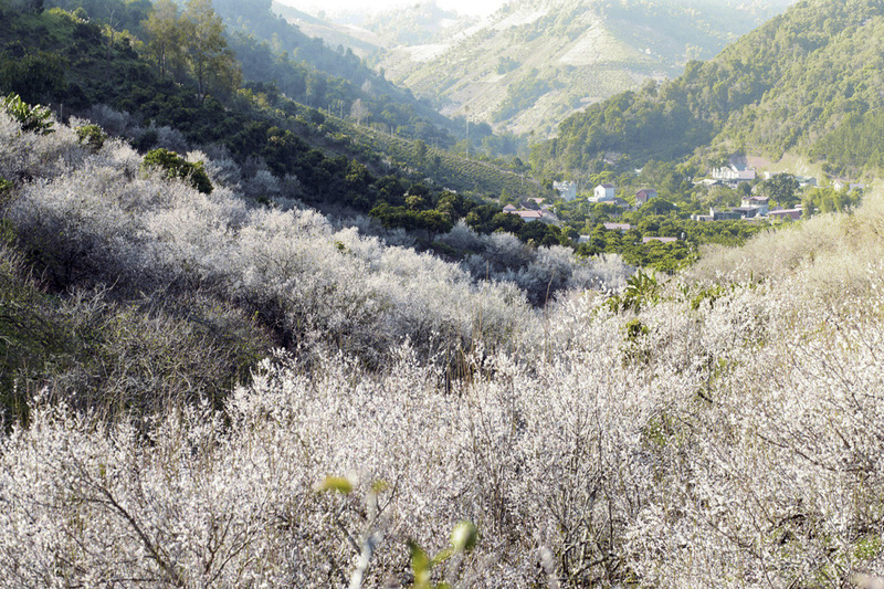 Thung Lũng Hoa Mơ Mộc Châu – Vẻ đẹp yên bình nơi núi rừng
