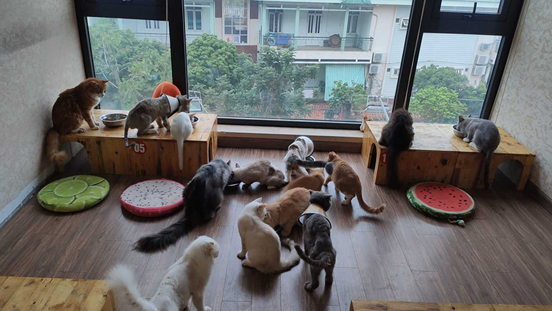 Top 15 quán cà phê mèo vô cùng thú vị tại Hà Nội
