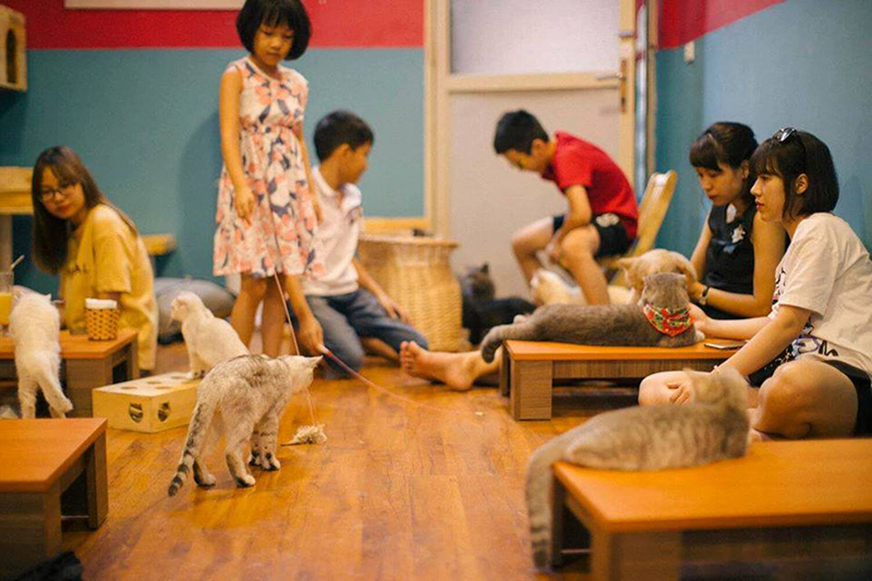 Top 15 quán cà phê mèo vô cùng thú vị tại Hà Nội