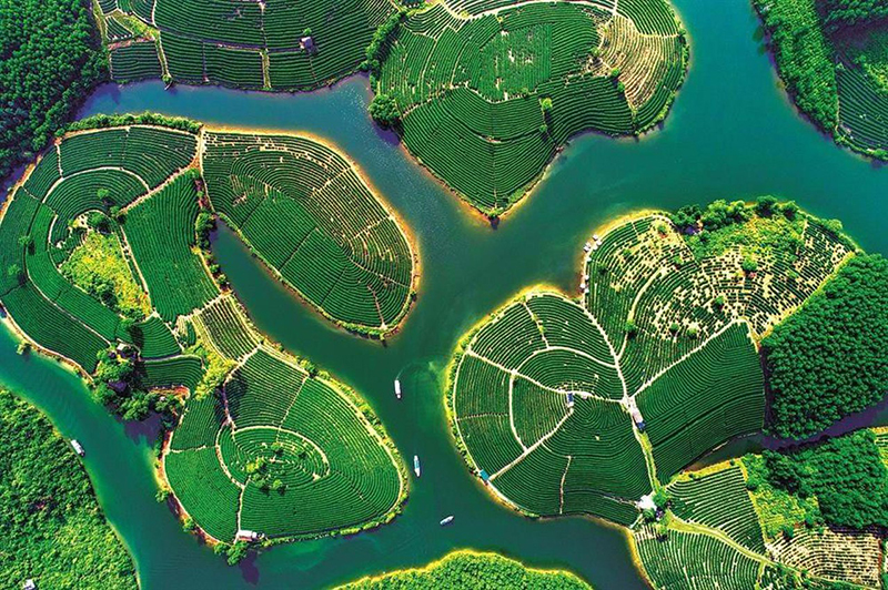 Khám phá Đảo Chè Thanh Chương - Ốc đảo chè xanh nơi xứ Nghệ