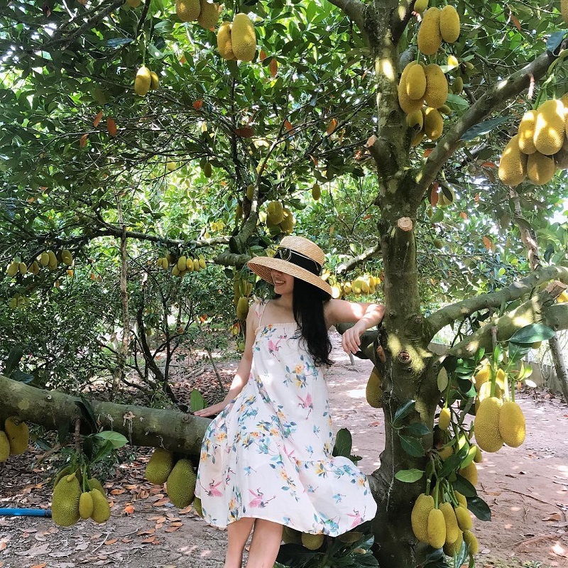 Thăm quan và thưởng thức trái cây ngay tại miệt vườn Cồn Sơn