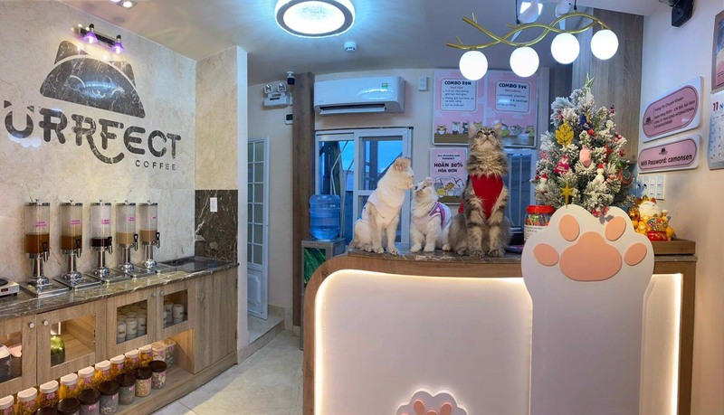 Tổng hợp 15 quán cafe thú cưng Sài Gòn bạn nhất định phải ghé qua