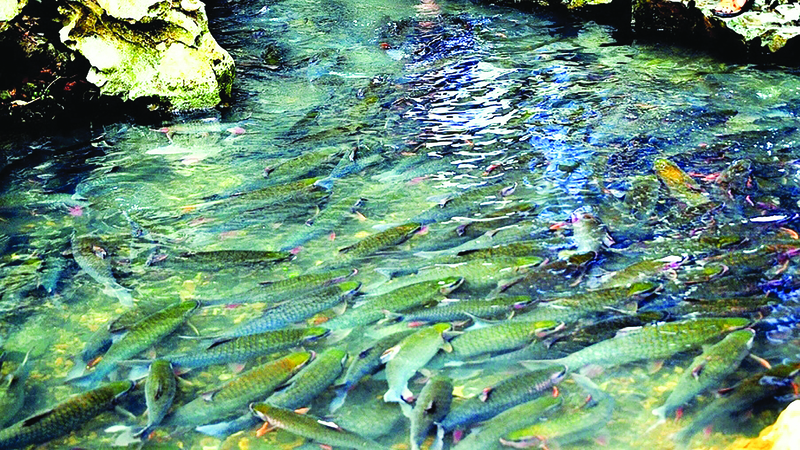 Suối cá thần Cẩm Lương - Địa điểm du lịch kỳ bí của Thanh Hóa