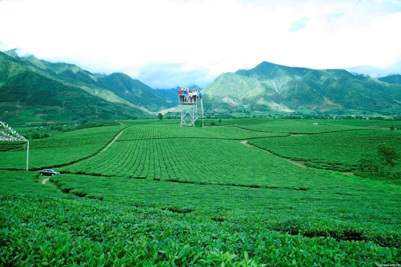 Đồi chè đẹp Tân Uyên - Khám phá vẻ đẹp xanh mát ở Lai Châu 
