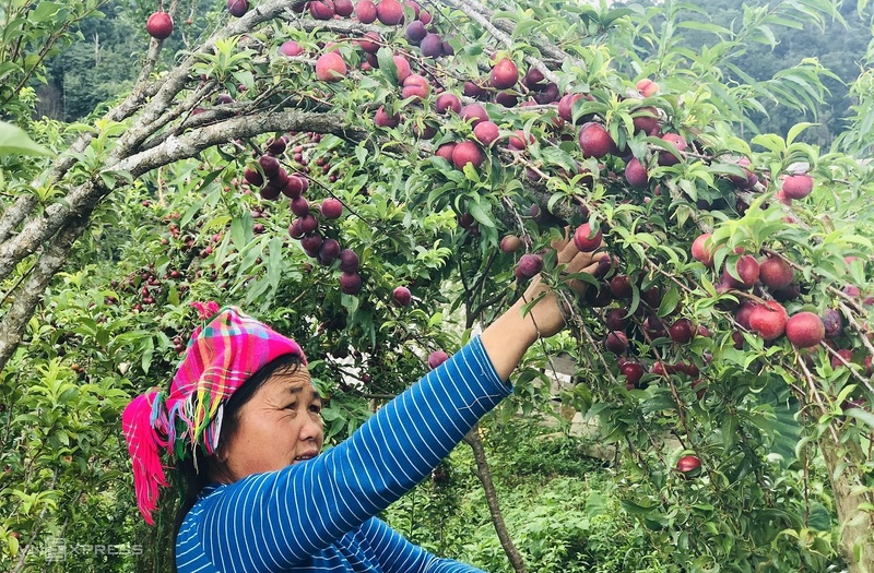 Hà Giang tháng 8 - Hành trình vi vu thú vị ở miền cao nguyên