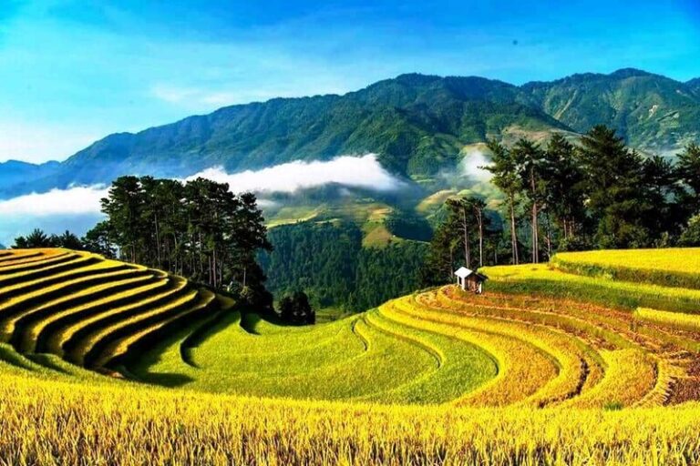 Mùa lúa chín Hà Giang - Khám phá mùa lúa đẹp nhất trong năm