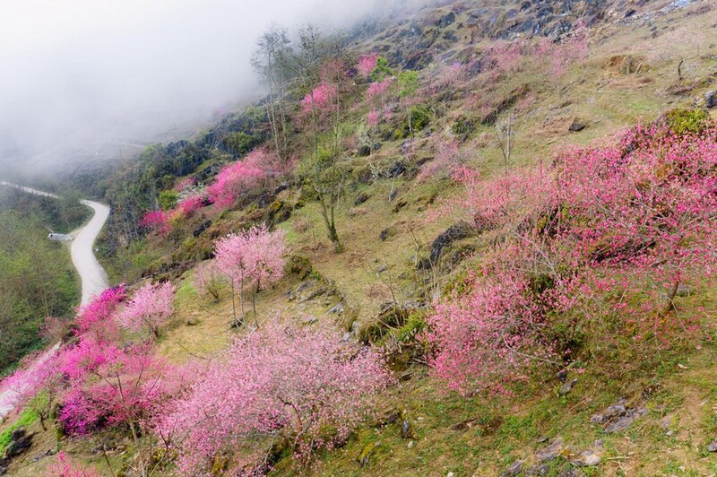 Hà Giang tháng 1 - Ngắm mùa hoa nở trên cao nguyên đá