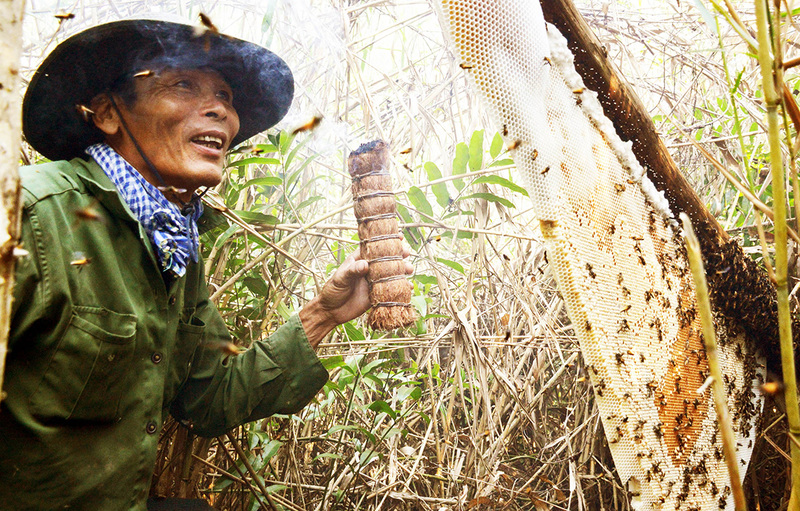 Khám phá rừng tràm U Minh với những điều kỳ thú của thiên nhiên