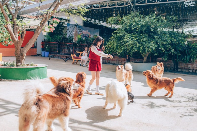 Nông trại cún Puppy Farm - Thiên đường thú cưng của Đà Lạt
