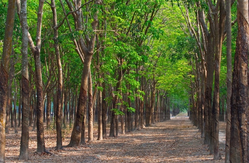 Rừng cao su Bình Dương - Mang nét đẹp mộng mơ mùa thay lá