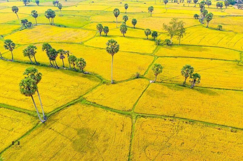 Cánh đồng Mường Lò - bức tranh tươi đẹp nơi nẻo cao Tây Bắc