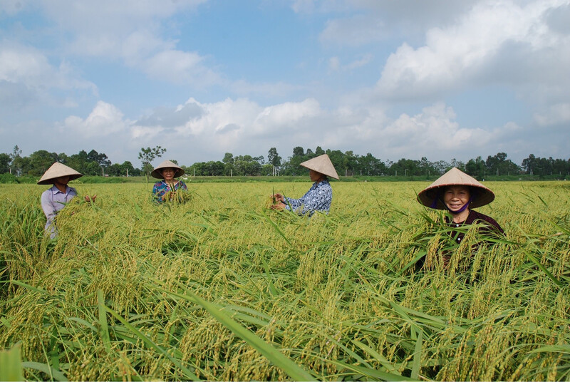 Cánh đồng Mường Lò - bức tranh tươi đẹp nơi nẻo cao Tây Bắc