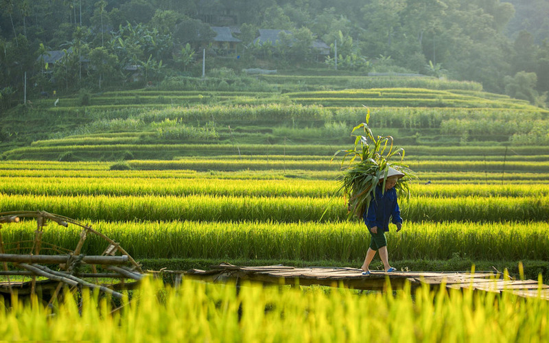 Cánh đồng Mường Lò - bức tranh tươi đẹp nơi nẻo cao Tây Bắc