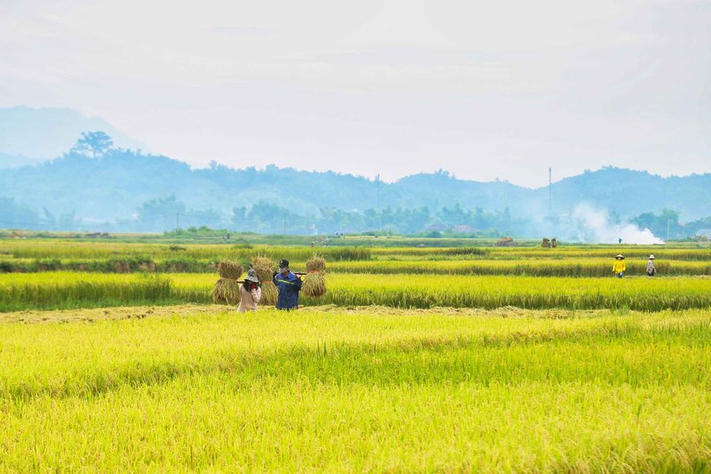 Cánh đồng Mường Lò - bức tranh tươi đẹp nơi nẻo cao Tây Bắc