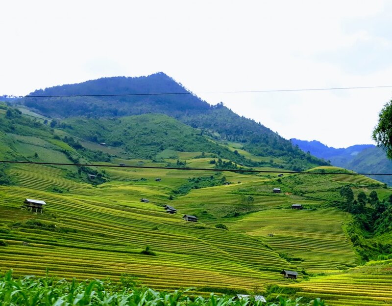 Cánh đồng Mường Lò - bức tranh tươi đẹp nơi nẻo cao Tây Bắc