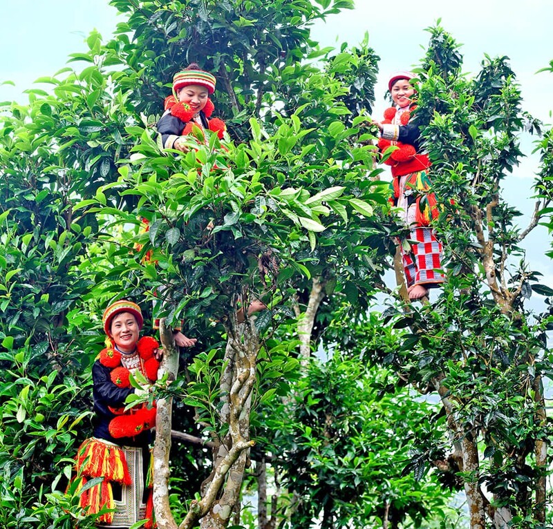 Chè Suối Giàng hội tụ tinh túy miền núi cao Tây Bắc