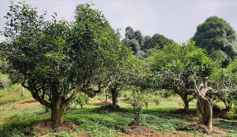 Chè Suối Giàng hội tụ tinh túy miền núi cao Tây Bắc